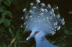 Goura: Victoria Crowned-Pigeon / New Guinea Wood Pigeon