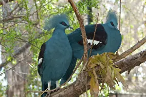 Goura: Victoria Crowned Pigeons