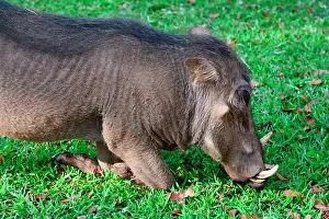 Phacochoerus: The Victoria Falls safari lodge is the biggest one