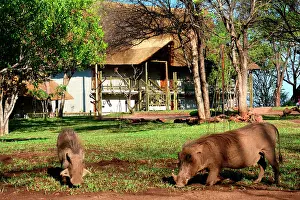 Phacochoerus: The Victoria Falls safari lodge is the biggest one