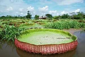 Andrea Florence: Victoria / Giant / Amazon Waterlily