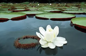 Pads: Victoria / Giant / Amazon Waterlily