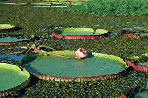 Pads: Victoria / Giant / Amazon Waterlily - flowers are