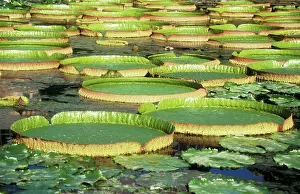 Size: Victoria / Giant / Amazon Waterlily & Santa Cruz