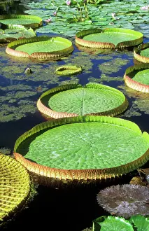 Size: Victoria / Giant / Amazon Waterlily & Santa Cruz