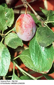 Victoria: VICTORIA PLUM