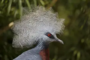 Pigeons: Victorias Crowned Pigeon Goura victoria Juong Bird