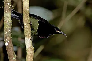 Ptiloris: Victoria's Riflebird