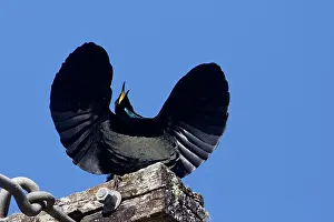 Ptiloris: Victoria's Riflebird