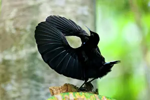 Victoria: Victoria's Riflebird a Bird of Paradise - adult