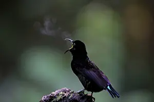 Riflebird: Victoria's Riflebird - male with its breath condensing