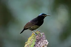 Riflebird: Victoria's Riflebird - male perched on a log in rainforest