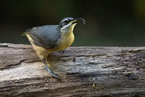 Ptiloris: Victoria's Riflebird perched on a log tropical rainfor