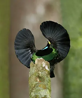 Ptiloris: Victorias Riflebird (Ptiloris victoriae) adult