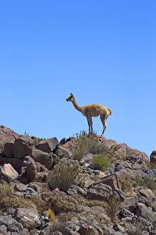 Vicugna: Vicu&, xf1;a - Atacama - Chile Vicu?a - Atacama -