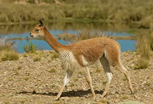 Vicunas: Vicuna
