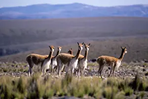 Vicunas: Vicuna