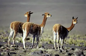 Vicunas: Vicuna