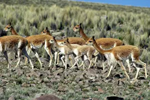 Vicunas: Vicuna