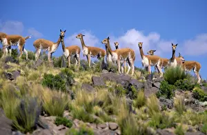 Vicunas: Vicuna