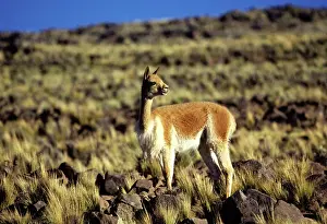 Vicunas: Vicuna
