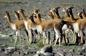 Vicunas: Vicuna