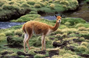 Vicunas: Vicuna