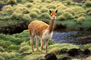 Vicunas: Vicuna