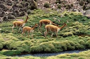 Vicunas: Vicuna