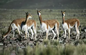 Neck: VICUNA