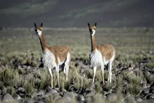 Neck: VICUNA