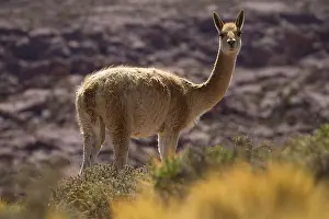 Vicugna: Vicuna - Atacama - Chile Vicu na - Atacama - Chile