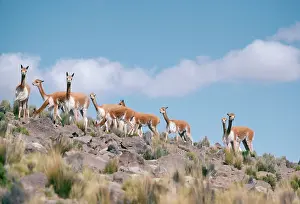 Vicunas: Vicuna - Group together