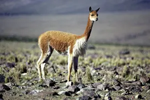 Vicunas: Vicuna - High Andes of southern Peru and Bolivia