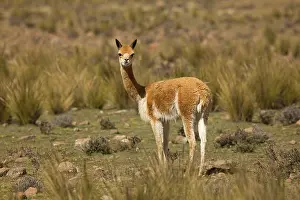 Pampa: Vicuna - Pampa Galeras National Reserve