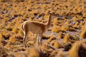 Camelid: Vicuna / Vicugna - adult looking about in grassy desert