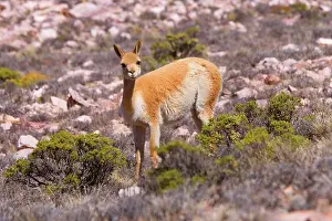 Pampa: Vicuna / Vicugna - adult standing in the pampa