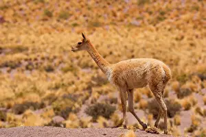 Camelid: Vicuna / Vicugna - adult strolling through grassy desert