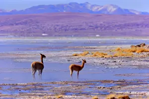 Vicugna: Vicuna / Vicugna - adult and young standing in