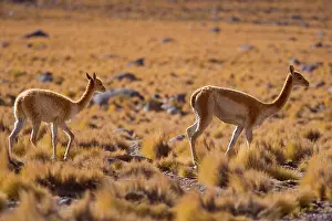 Camelid: Vicuna / Vicugna - adult and young one strolling