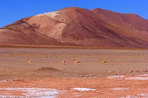 Vicugna: Vicuna / Vicugna - group of adult vicunas crossing