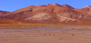 Vicugna: Vicuna / Vicugna - group of adult vicunas crossing