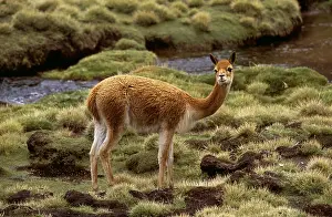 Vicunas: VICUNA - side view