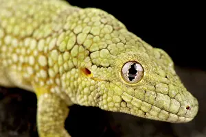 Gecko: Vieillard's chameleon gecko (Eurydactylodes viei