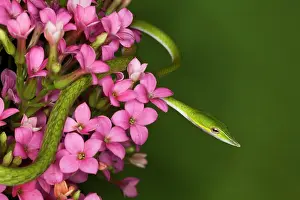 Dennis: Vietnam. Close-up of poisonous Asian Vine