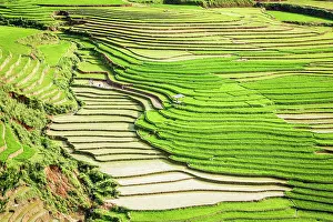 Watering: Vietnam. Rice paddies in the highlands of Sapa