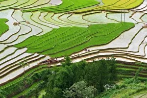 Watering: Vietnam. Rice paddies in the highlands of Sapa