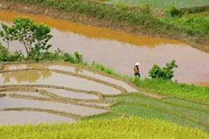 Watering: Vietnam. Rice paddies in the highlands of Sapa