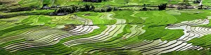 Watering: Vietnam. Rice paddies in the highlands of Sapa