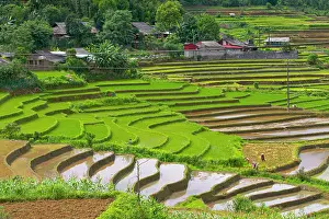 Watering: Vietnam. Rice paddies in the highlands of Sapa
